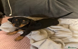 Chiweenie dogs for sale: Dachshund 1 girl left - Image 2