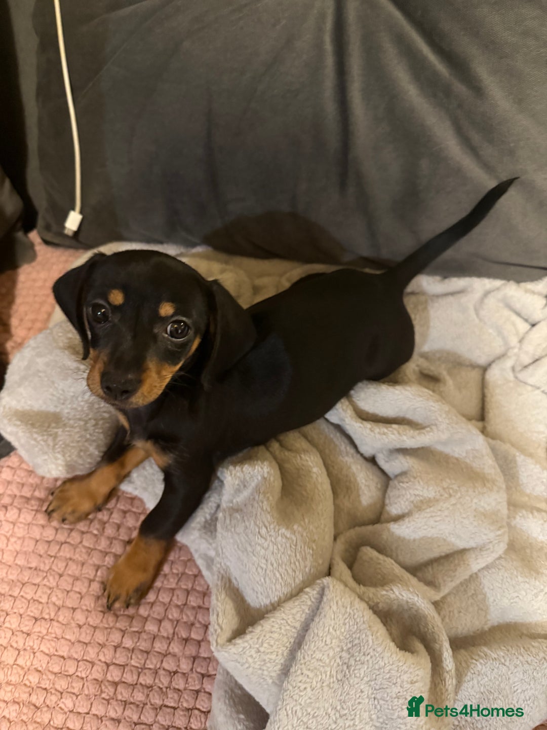 Chiweenie dogs for sale: Dachshund 1 girl left - Image 2