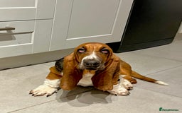 Basset Hound dogs for sale: 5 months old female basset hound - Image 4
