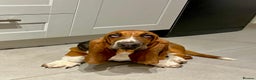 Basset Hound dogs for sale: 5 months old female basset hound - Advert 4