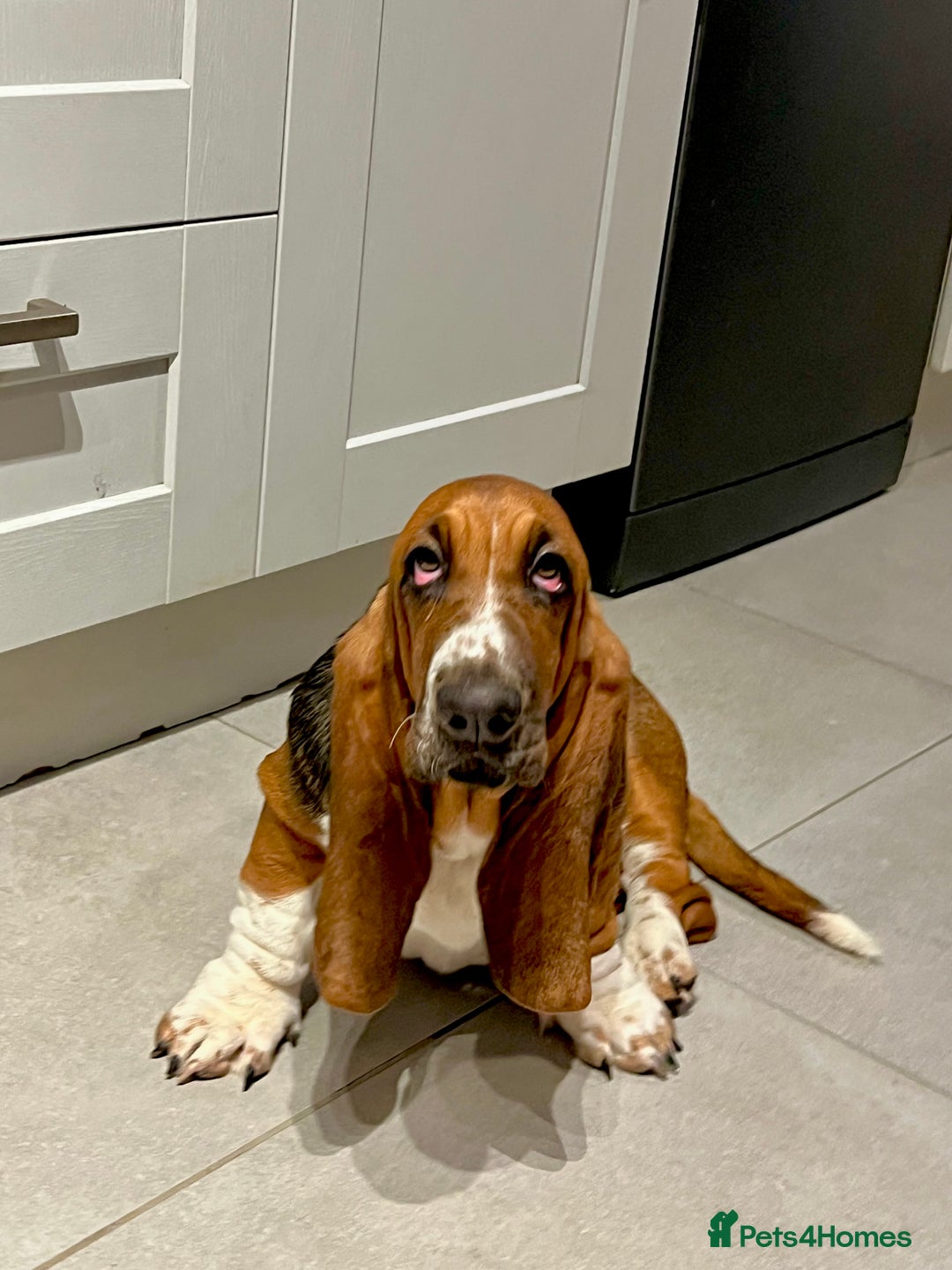 Basset Hound dogs for sale: 5 months old female basset hound - Image 4