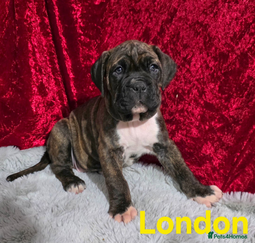 Boxer dogs for sale: Very unusual & Rare Boxer cross - Advert 6