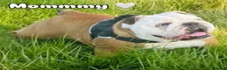 English Bulldog dogs for sale: 9 weeks old english bulldog girl puppy - Advert 2