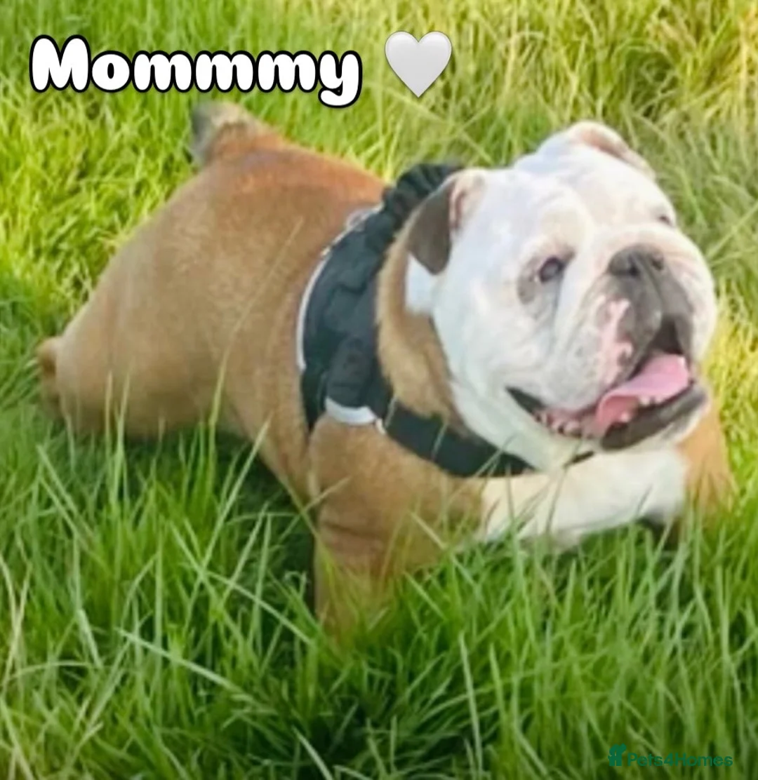 English Bulldog dogs for sale: 9 weeks old english bulldog girl puppy - Advert 2