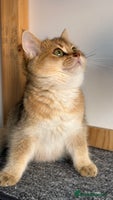 British Shorthair cats in Derby - Advert 15