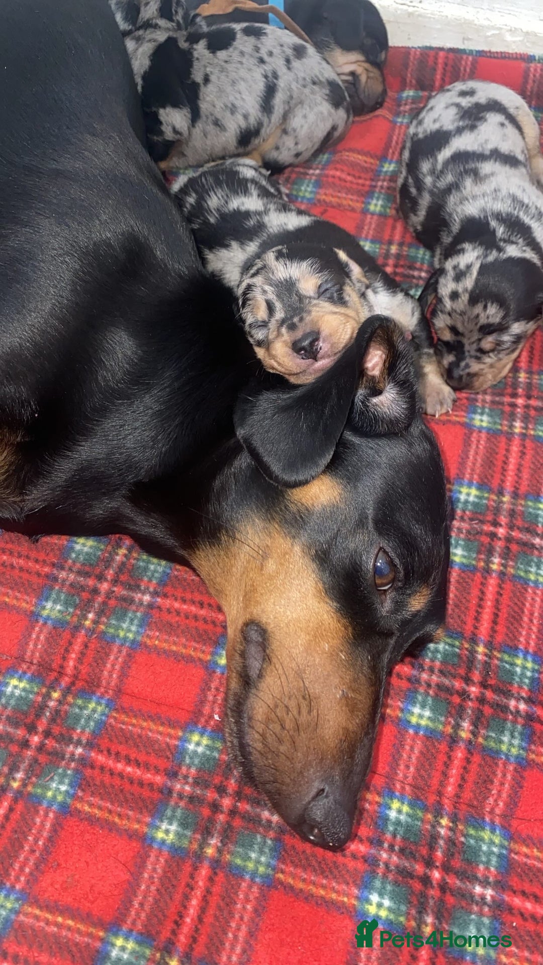 Dachshund dogs for sale: Dachshund pups 3 boys left  in Bootle - Image 9