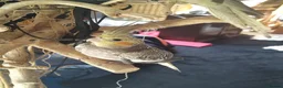 Cockatiels birds for sale: DNA sexed cockatiel hand tame and flight trained - Advert 13
