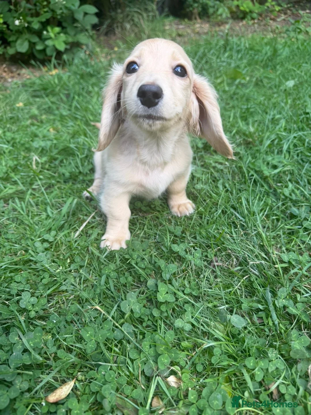 Dachshund dogs for sale: Kc registered miniature cream long hair puppies - Advert 7