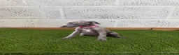 Whippet dogs for sale: Whippet puppies in Wisbech - Advert 7