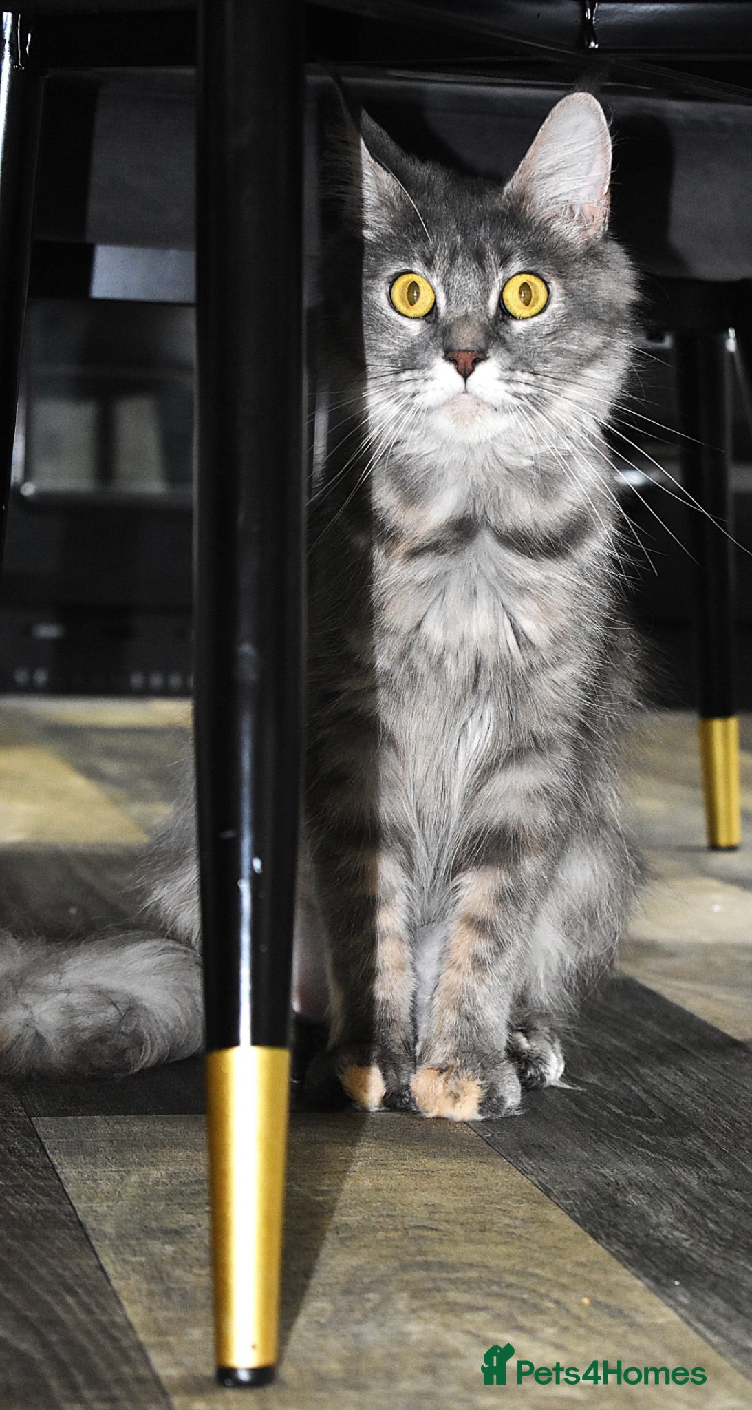 Maine Coon cats Main coon kittens  - Advert 2