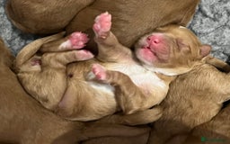 Australian Labradoodle dogs for sale: Multi Generational Australian Labradoodle Puppies - Image 6