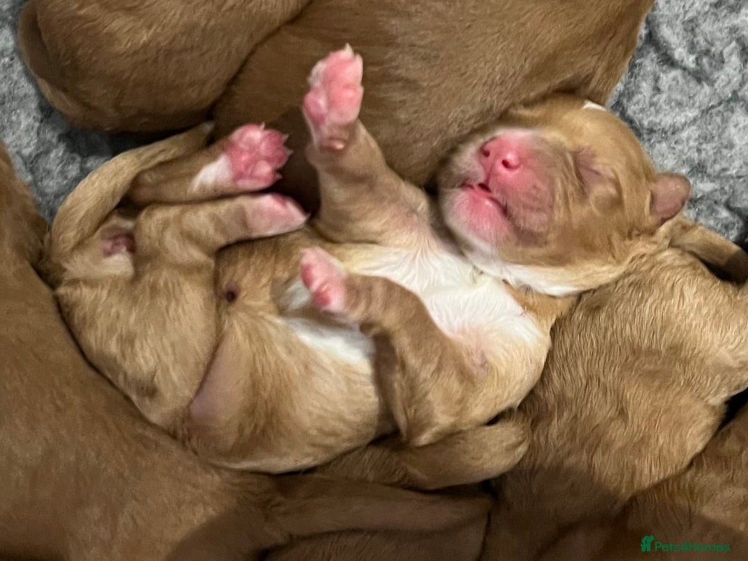 Australian Labradoodle dogs for sale: Multi Generational Australian Labradoodle Puppies - Image 6