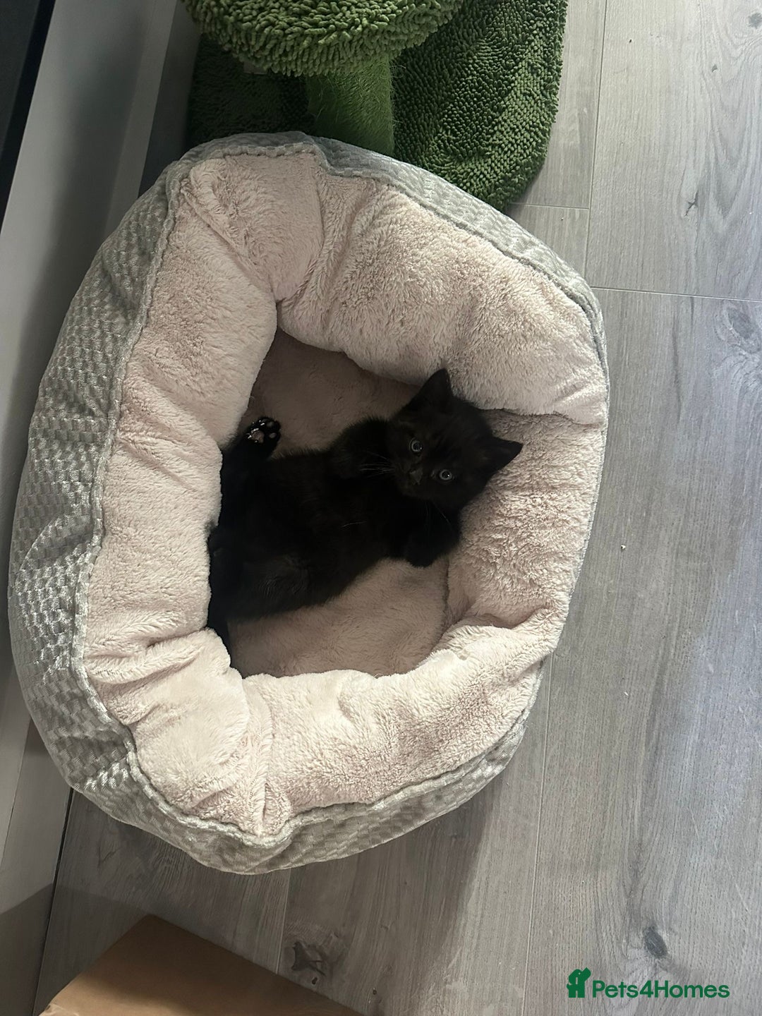 British Shorthair cats for sale: Black British Shorthair  - Image 3
