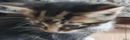 Mixed Breed cats for sale: Kittens in Ipswich - Advert 10
