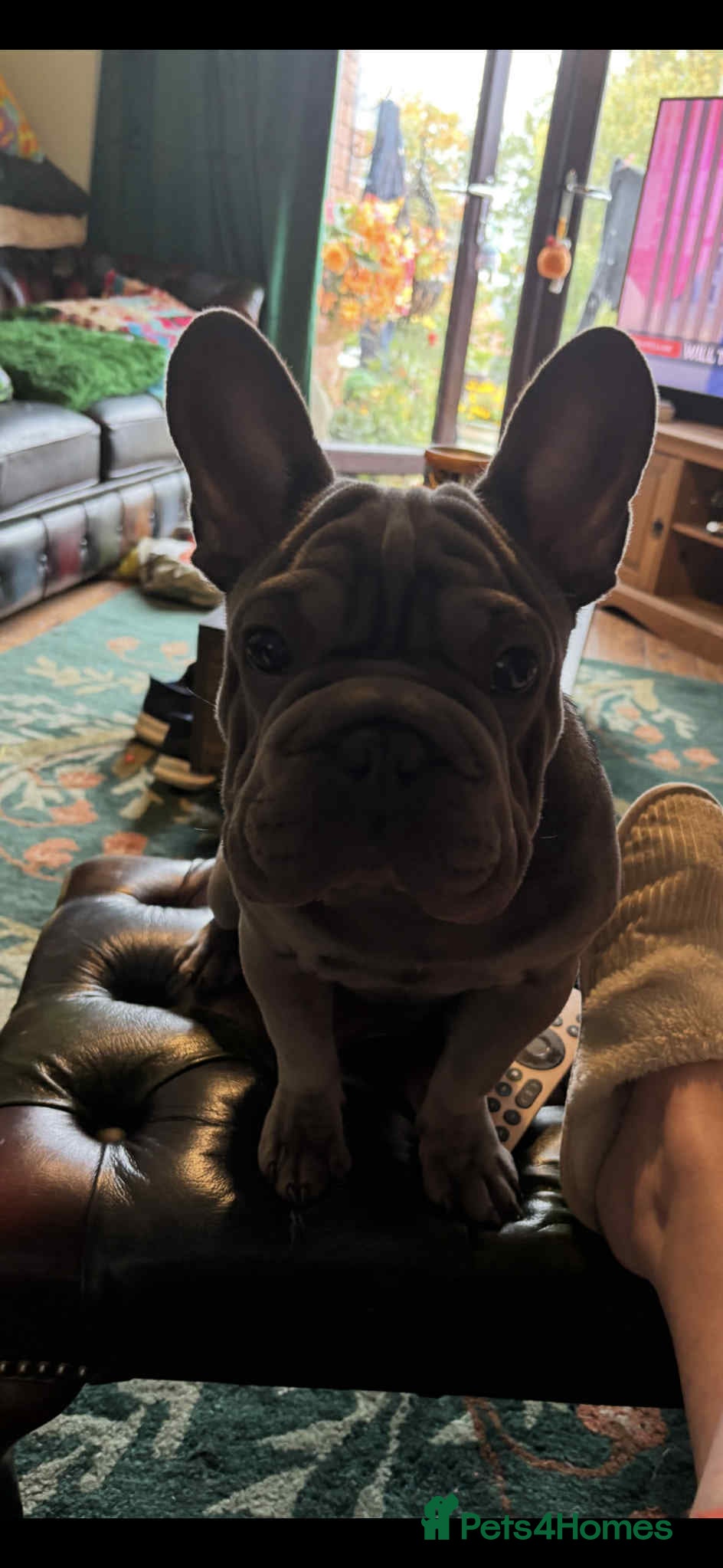 French Bulldog dogs Boy French bulldog - Advert 1