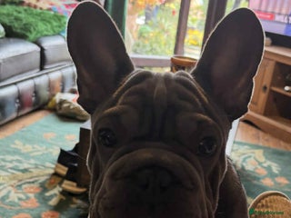 French Bulldog dogs Boy French bulldog - Advert 2