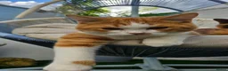 Selkirk Rex cats for sale:  Beautiful Home-Raised Selkirk Rex&BSH Kittens 😻 - Advert 5