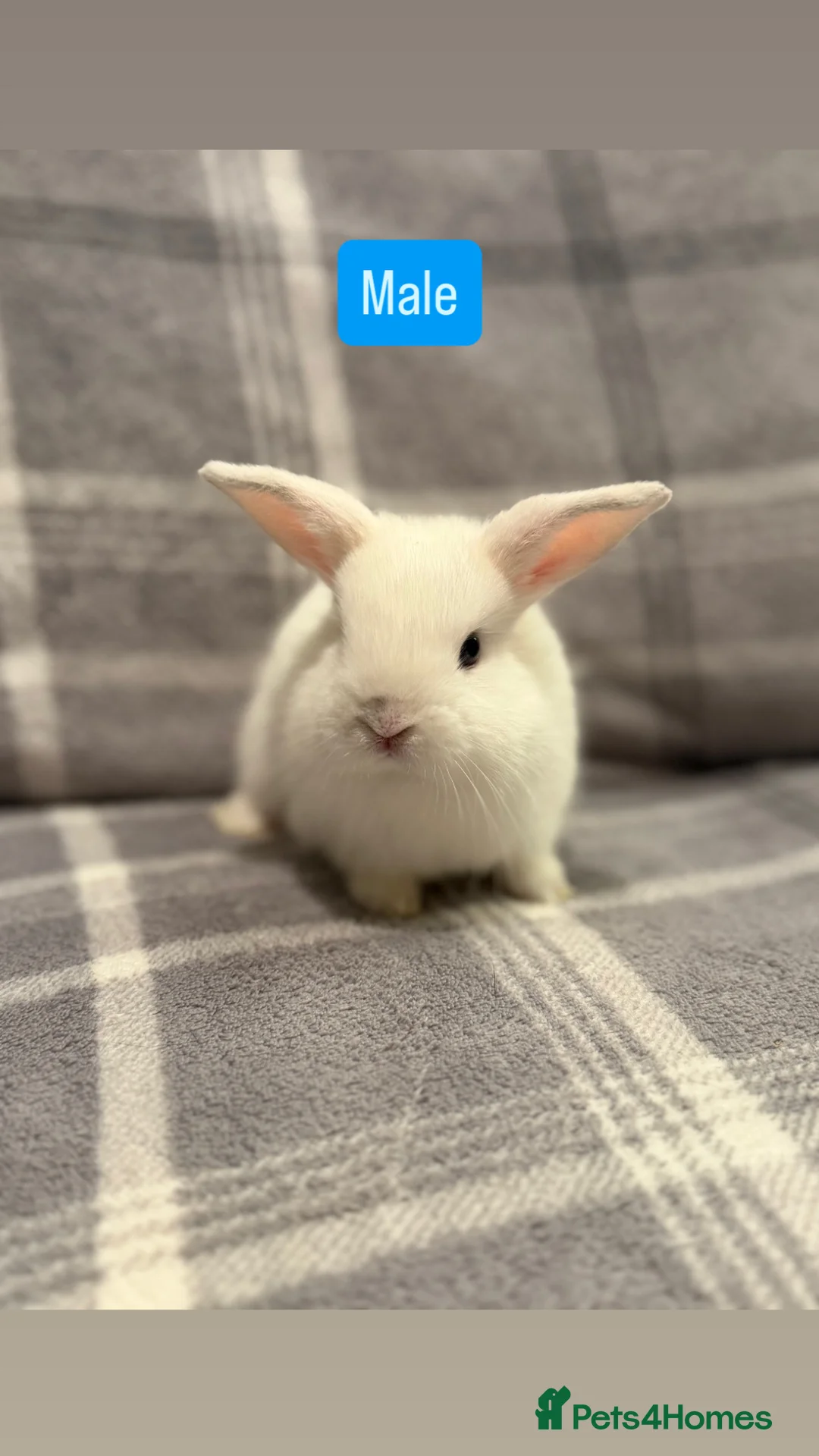 Mini Lop rabbits for sale: Mini Lop Baby Rabbits - Advert 6