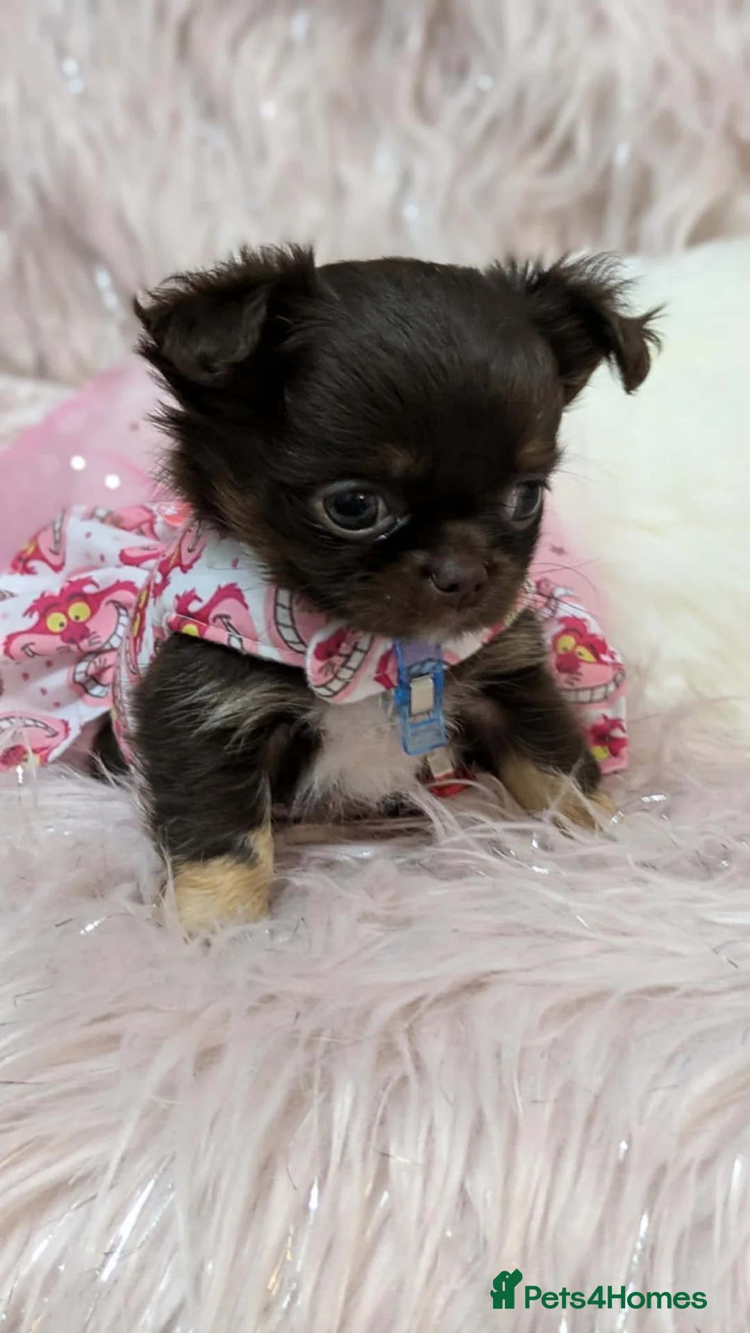 Chihuahua dogs for stud: Merle Chihuahua Stud - Advert 4