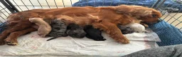 Cavapoo dogs for sale: Beautiful Cavapoo Puppies Looking for Loving Homes in Tamworth - Advert 1