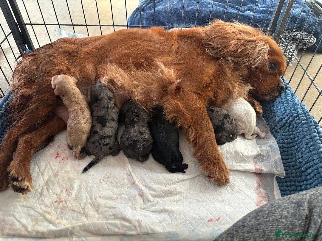 Cavapoo dogs for sale: Beautiful Cavapoo Puppies Looking for Loving Homes in Tamworth - Advert 1