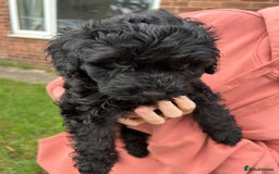 Cockapoo dogs for sale: Cockapoo pups - Image 22