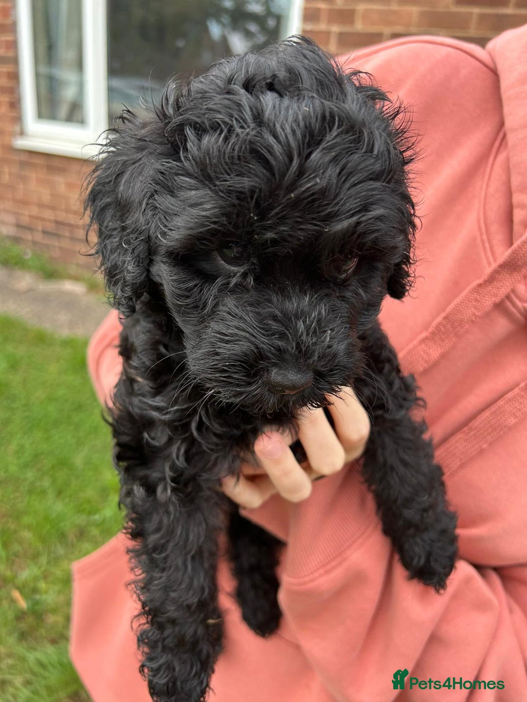 Cockapoo dogs for sale: Cockapoo pups - Image 22