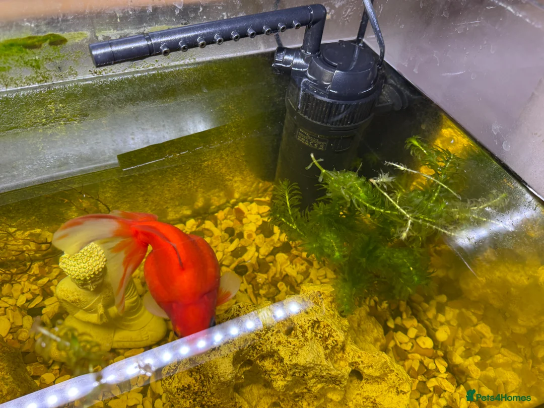 Goldfish fish for sale: Whole Fish Tank with 5 Fish in Fleet - Advert 8