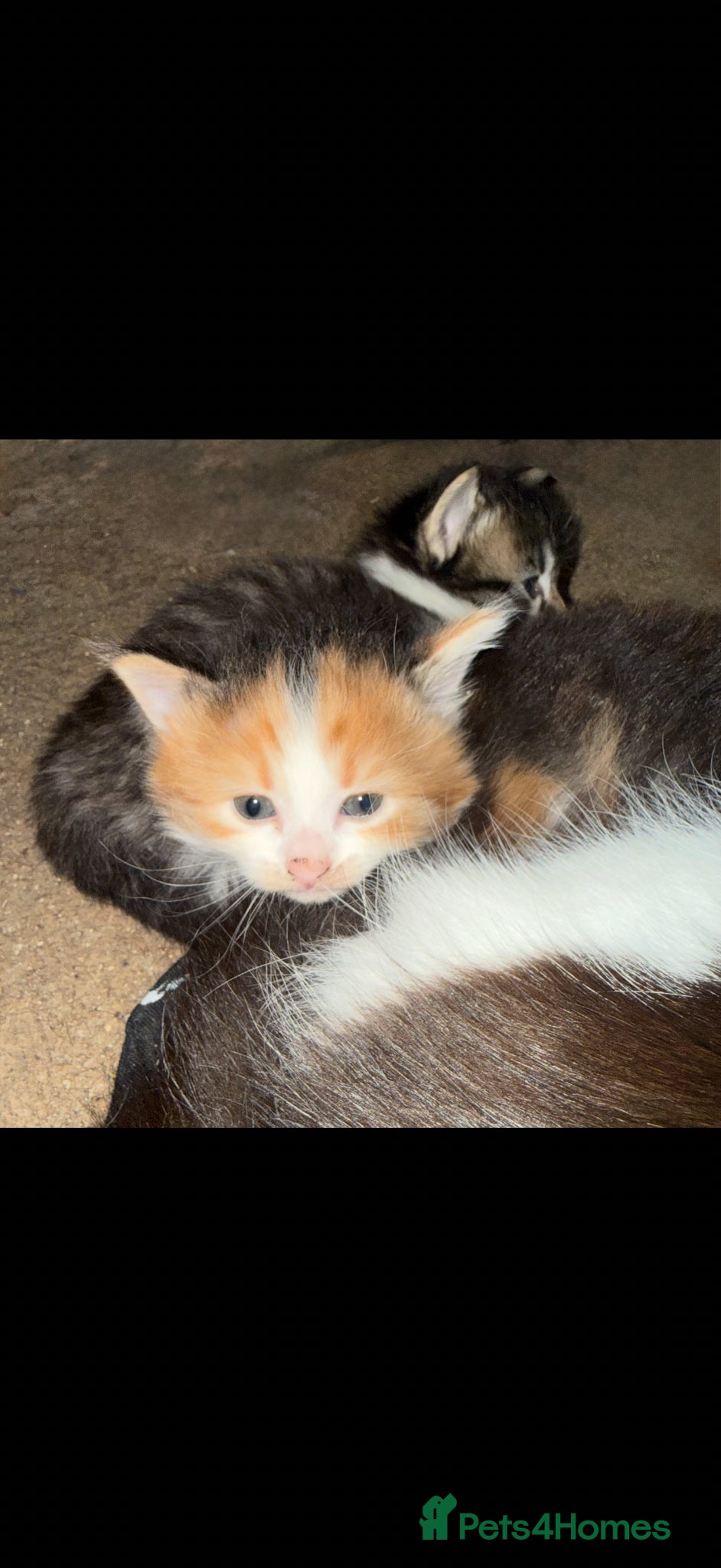 British Longhair cats for sale: adorable British longhair/domestic longhair kitten - Advert 1