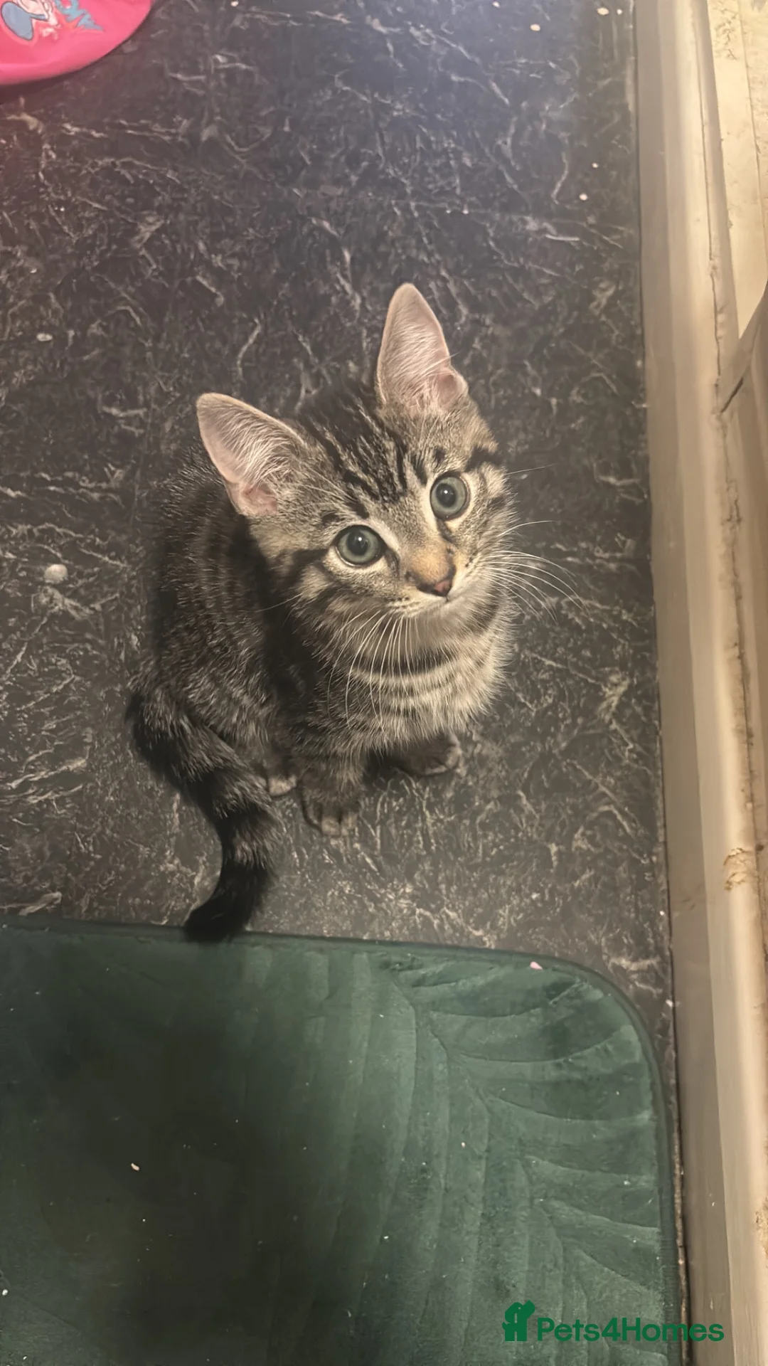 Aegean cats for sale: Boy kitten - Advert 4