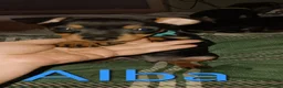 Miniature Pinscher dogs for sale: Pure breed Miniature Pinschers for sale  - Advert 9