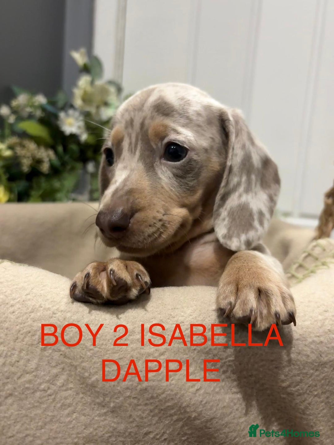 Miniature Dachshund dogs for sale: **MINIATURE DACHSHUND PUPPIES **  - Image 1