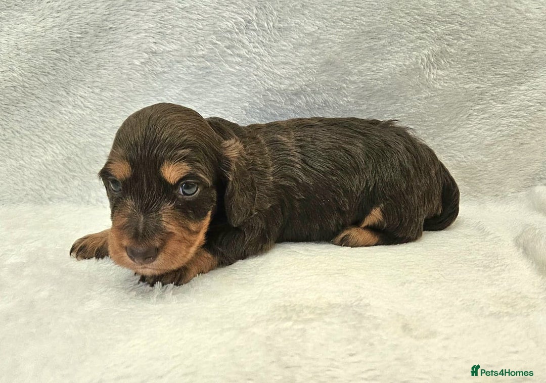 Miniature Dachshund dogs for stud: Long-haired miniature Dachshund in Hitchin - Advert 19