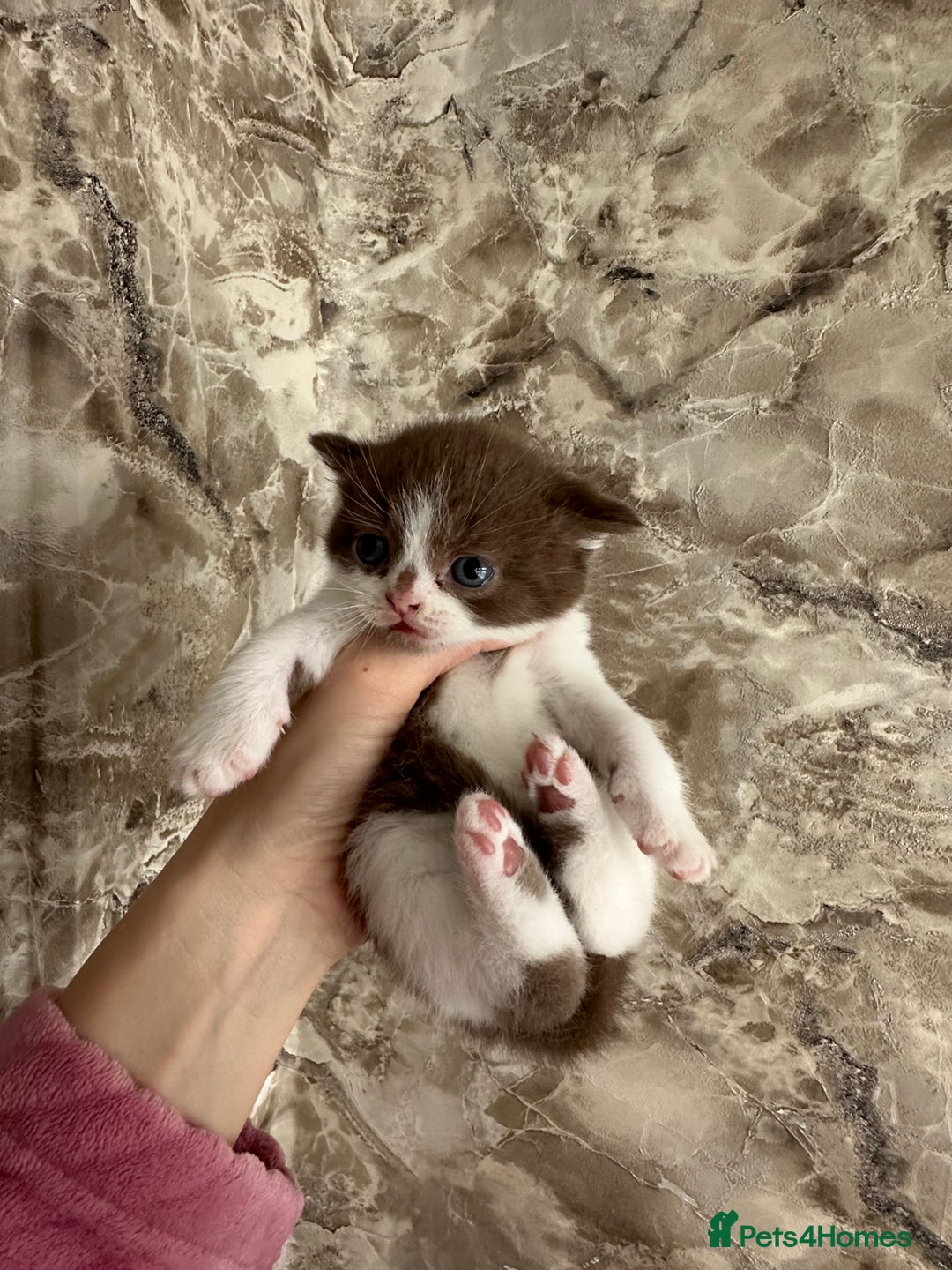 British Shorthair cats for sale: 🍫 🧸Beautiful TICA Registered British Short 🧸🍫 - Image 5