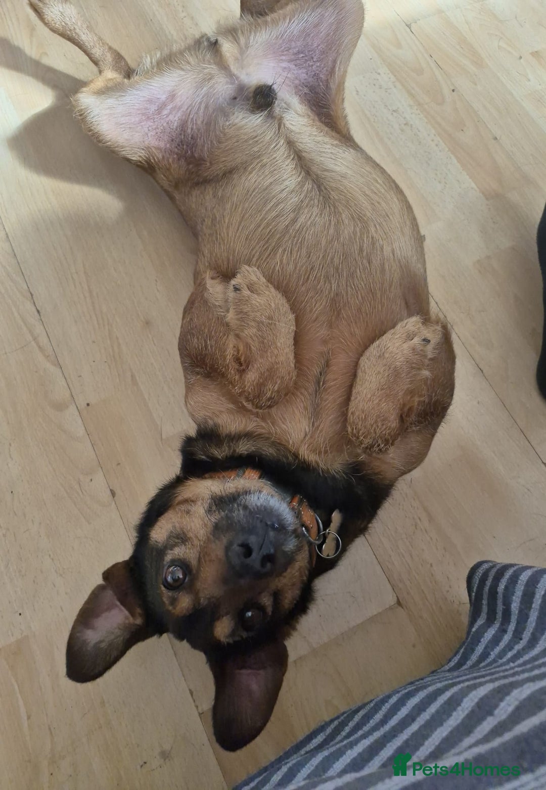 Mixed Breed dogs for adoption: 💙🐶 STAS 🐶💙 - Image 32