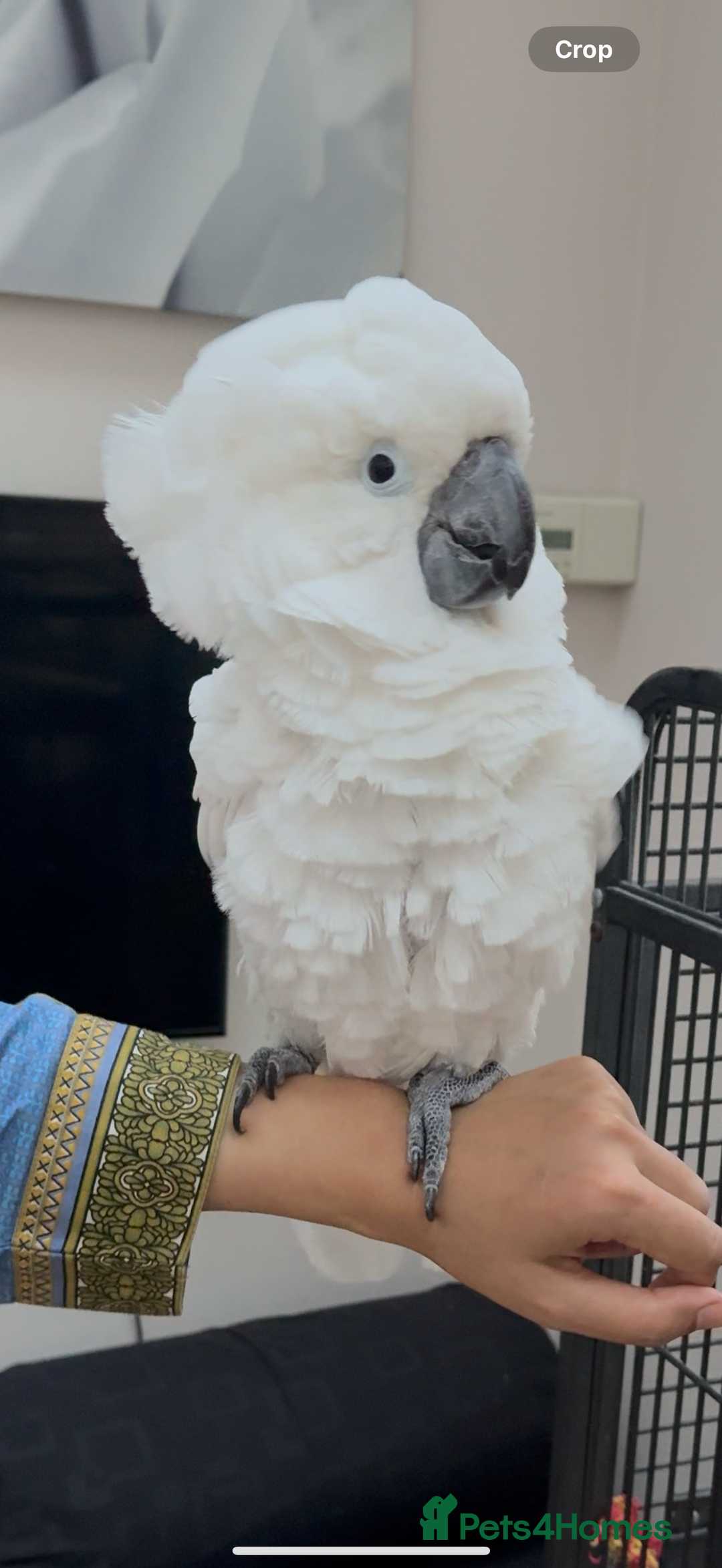 Cockatoo birds for sale: Umbrella Cockatoo children friendly  - Image 1