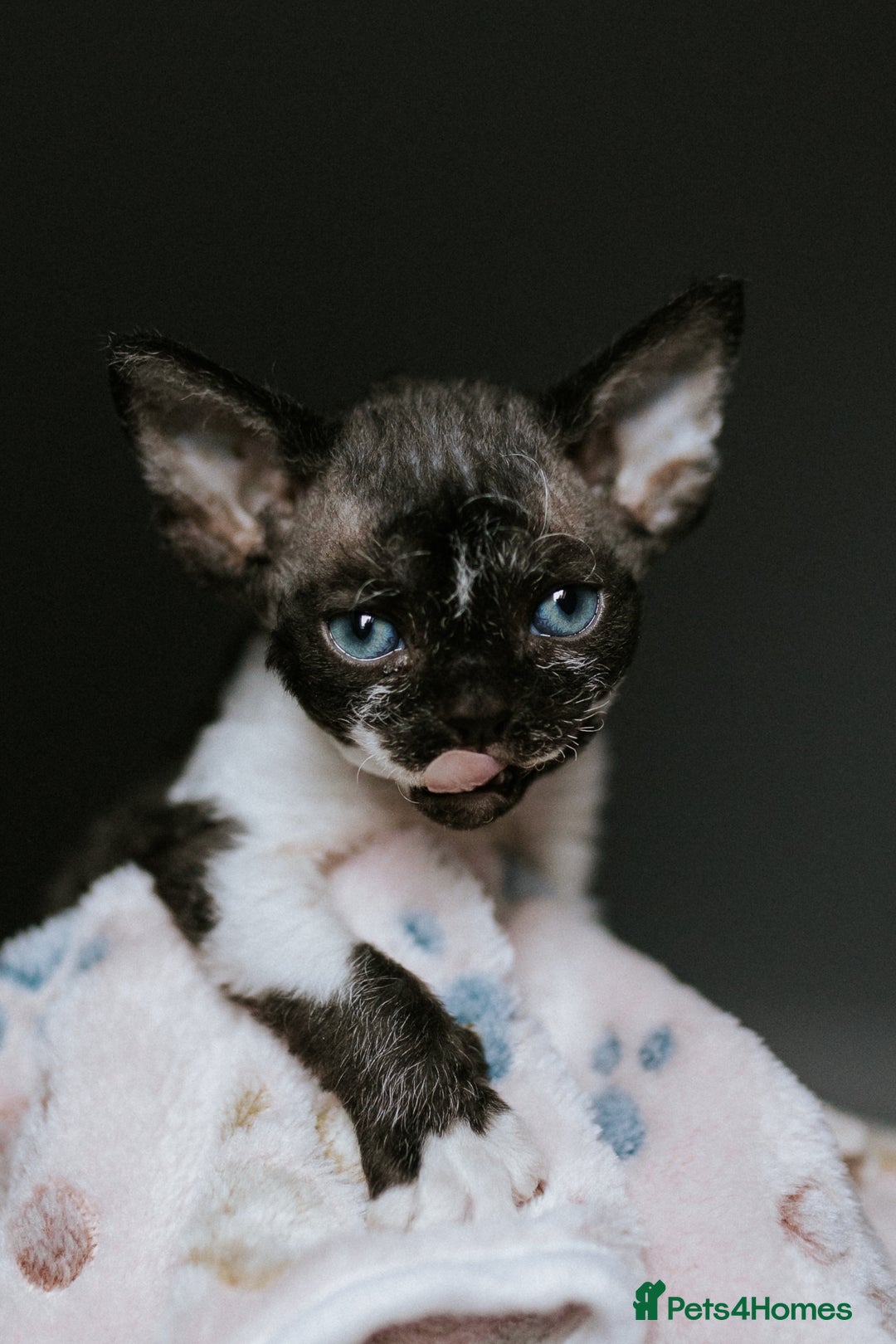 Devon Rex cats for sale: Adorable GCCF Registered DevonRex Kittens FOR SALE - Advert 5
