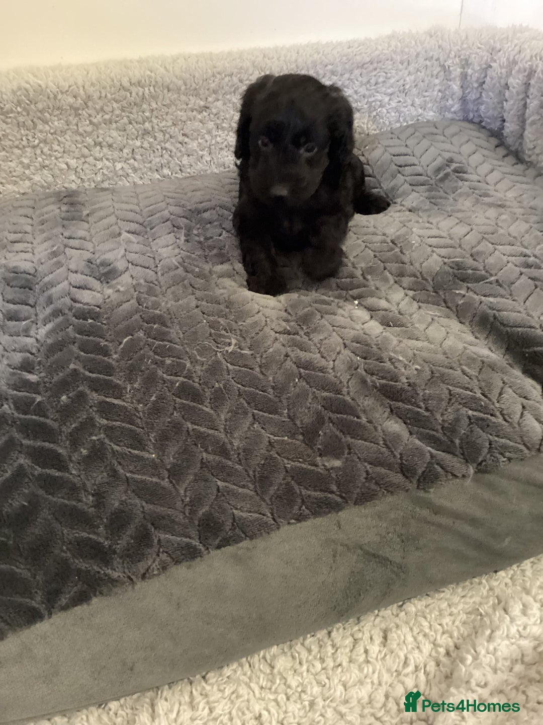 Cockapoo dogs for sale: F1 cockapoos  - Image 5