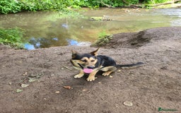 Mixed Breed dogs for sale: Name: Jinx - Image 4