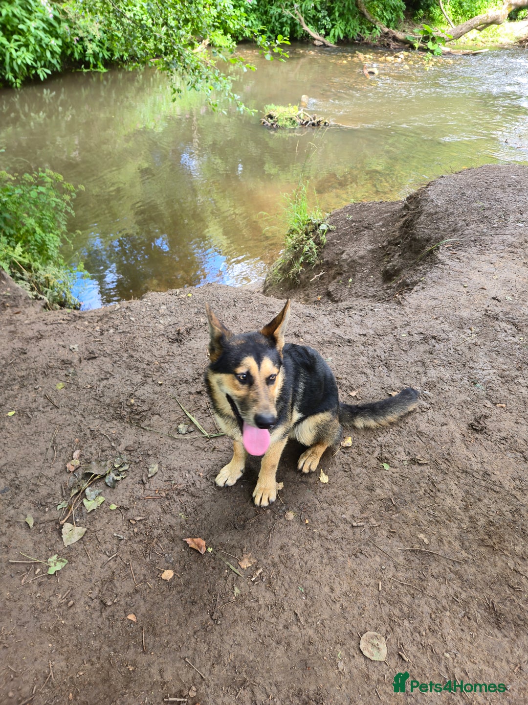 Mixed Breed dogs for sale: Name: Jinx - Image 4