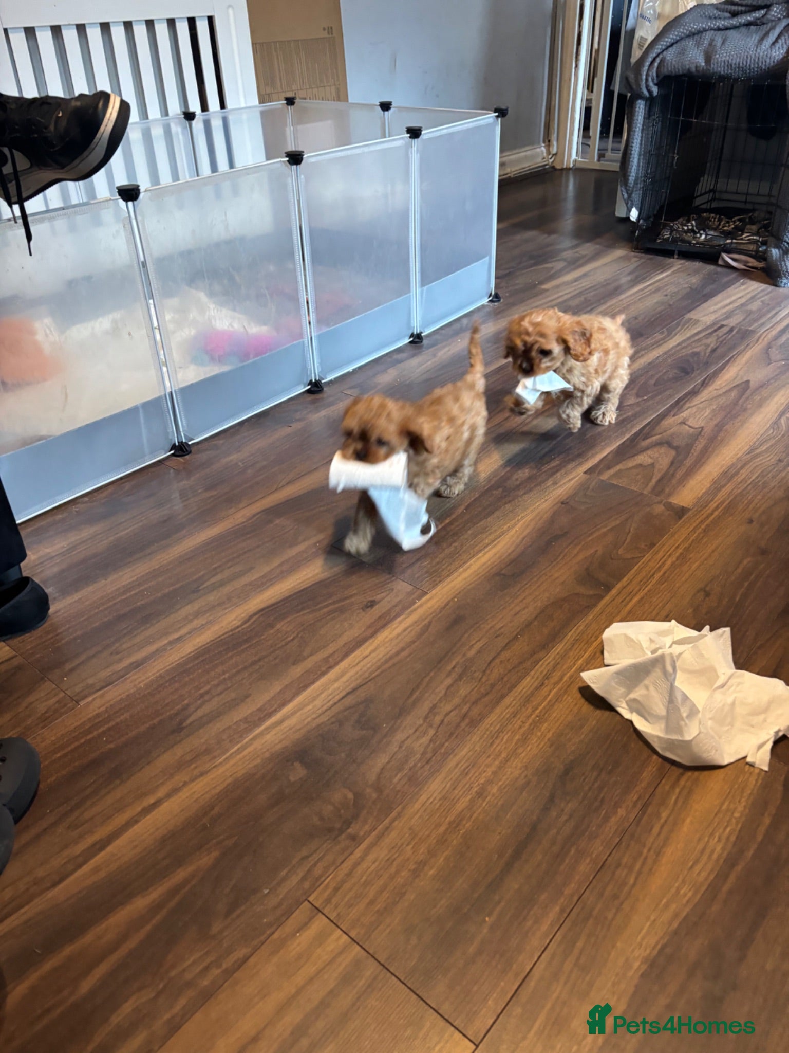 Cavapoo dogs **READY NOW** 2 stunning female Cavapoo puppies  - Advert 2