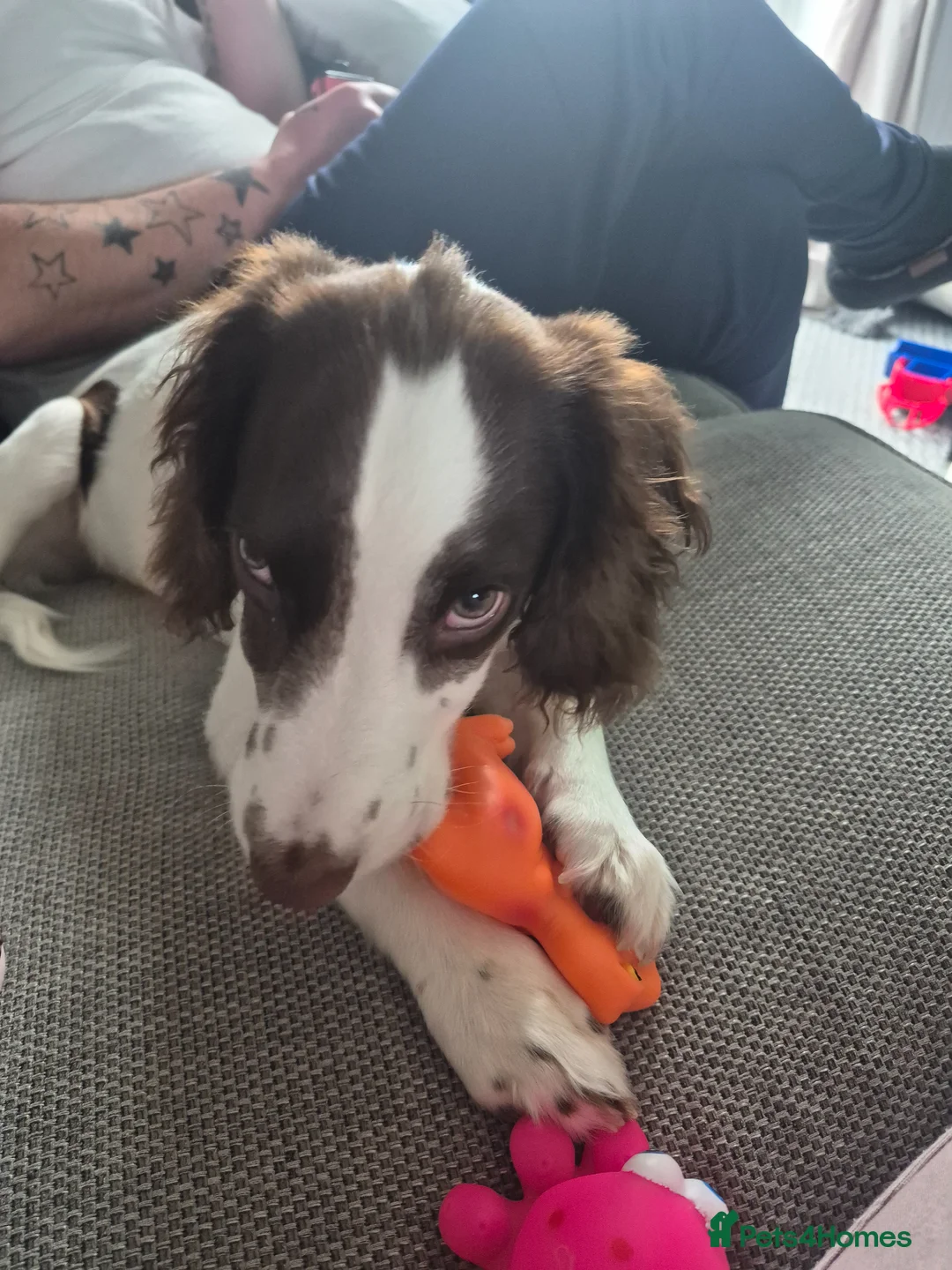 Sprocker dogs for sale: 6 month sprocker - Advert 1