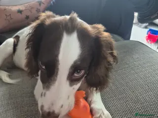 Sprocker dogs 6 month sprocker - Advert 1