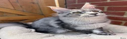Maine Coon cats for sale: Active TICA registered Maine Coon female girl nice - Advert 7