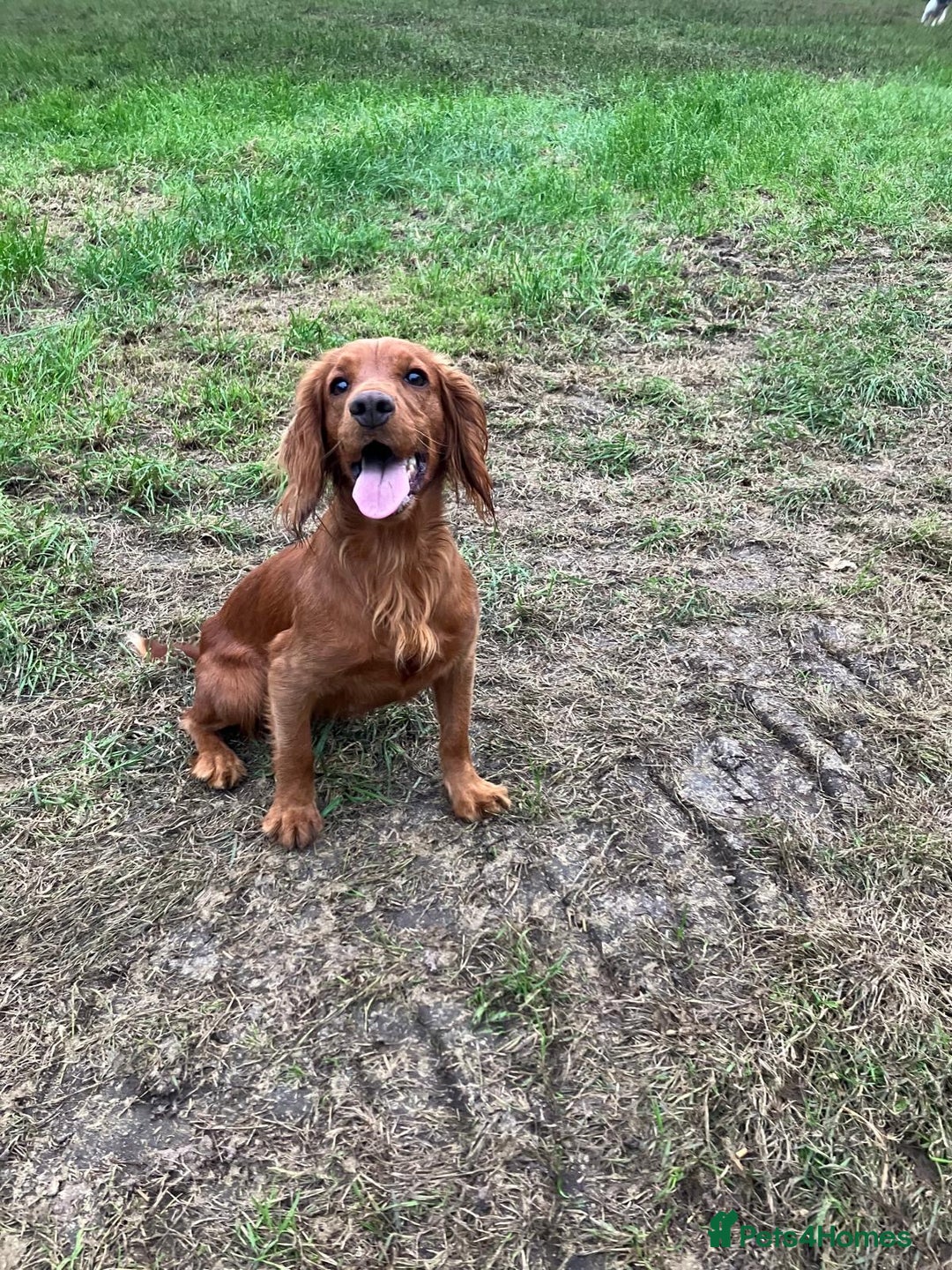 Cocker Spaniel dogs for sale: Male working cocker - Advert 5