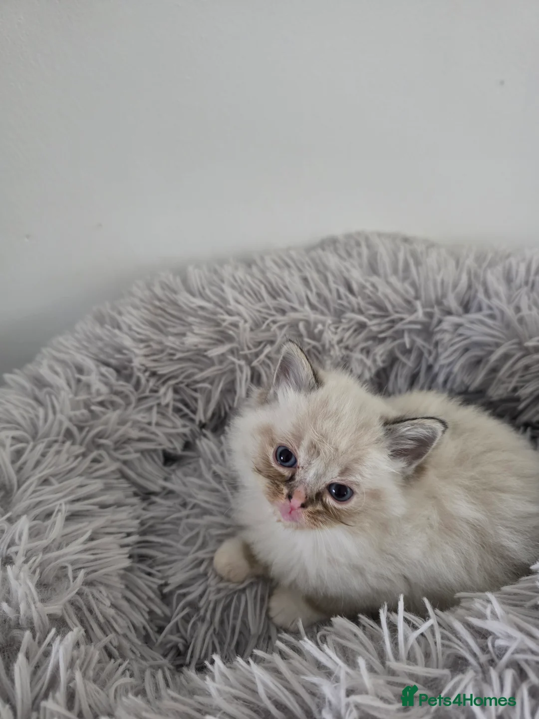 Ragdoll cats for sale: Gorgeous Ragdoll Kittens - Advert 11