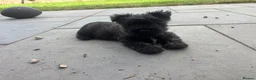 Cairn Terrier dogs for sale: KC Registered Cairn Terrier Pups - Advert 16