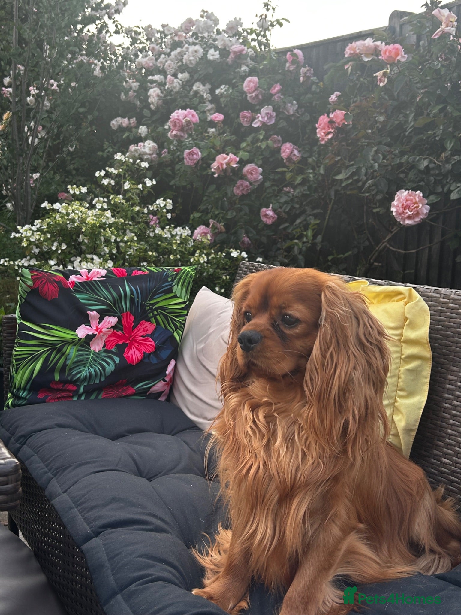 Cavalier King Charles Spaniel dogs Stud available. Solid Ruby Cavalier King Charles - Advert 6