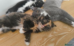 Scottish Fold cats for sale:  1 Tuxedo Scottish Fold Kitten Boy  in Manningtree - Image 7