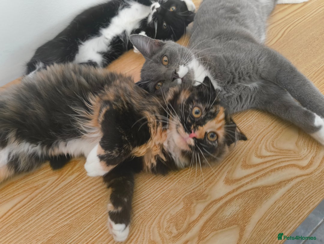 Scottish Fold cats for sale:  1 Tuxedo Scottish Fold Kitten Boy  in Manningtree - Image 7